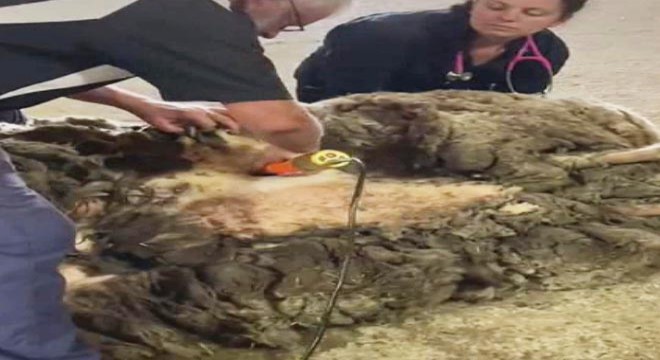Avustralya’da bir koyundan 35 kilo yün çıktı