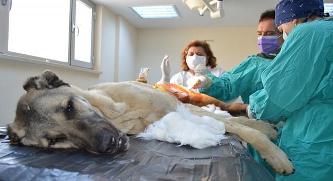 Ayağı kırık köpek, ameliyatla sağlığına kavuştu