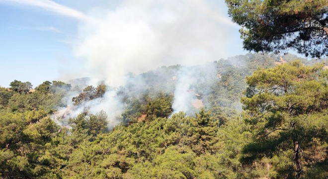 Aydın da orman yangını; 2,8 hektar kızılçam yandı