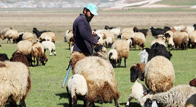 Aylık 7 bin liraya çoban bulamadılar, nöbet sistemine geçtiler