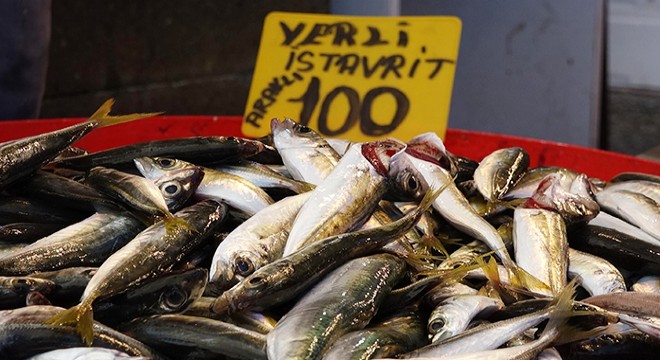 Balık avı başladı, istavritin fiyatı yarıya düştü