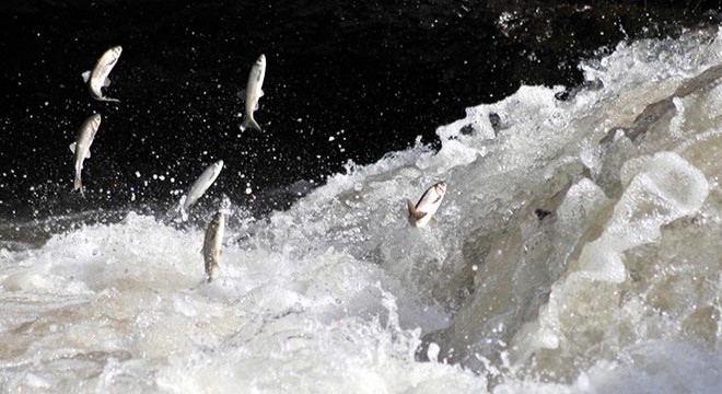 Balık göçüne sayılı günler kalırken, Deliçay ın su debisi arttı