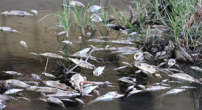 Balık ölümlerinin nedeni sıcak ve oksijen azlığı
