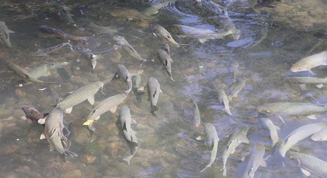 Balıklıgöl de balık ölümleri