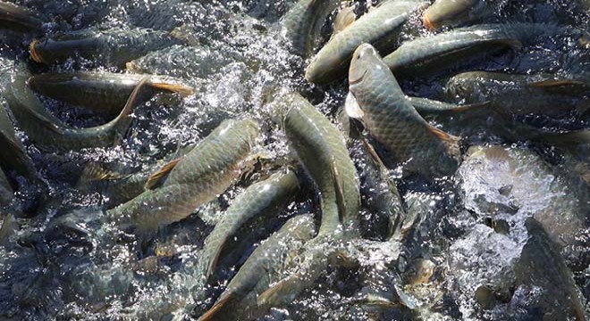Balıklıgöl de balık ölümleri raporlaştırılıyor