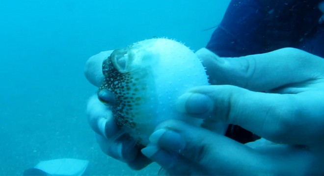 Balon balıkları, besin için dalgıçları takip ediyor