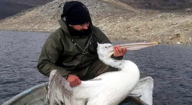 Baraj gölünde ağa takılan pelikan kurtarıldı