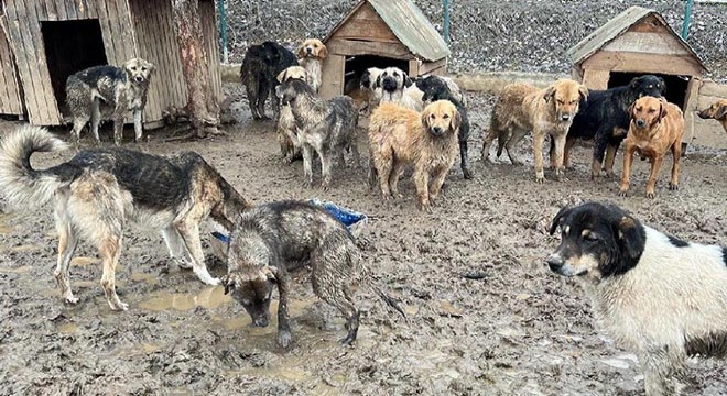 Barınaktaki hayvanlar, çamur içinde görüntülendi