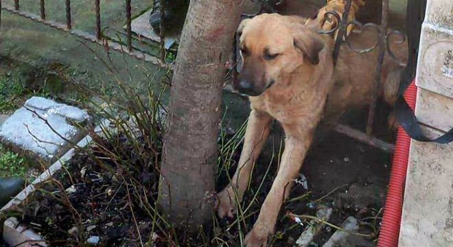 Başı demir parmaklıklara sıkışan köpek kurtarıldı