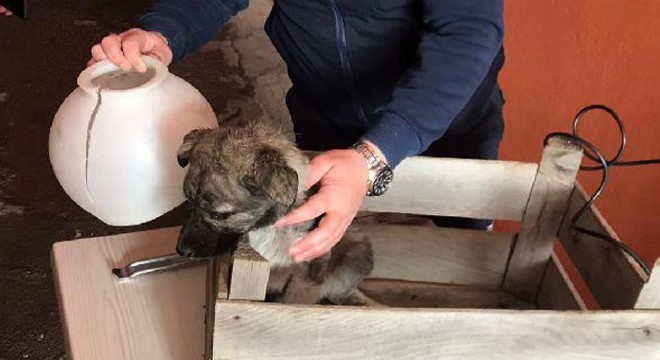 Başı plastik kavanoza sıkışan yavru köpeği itfaiye kurtardı