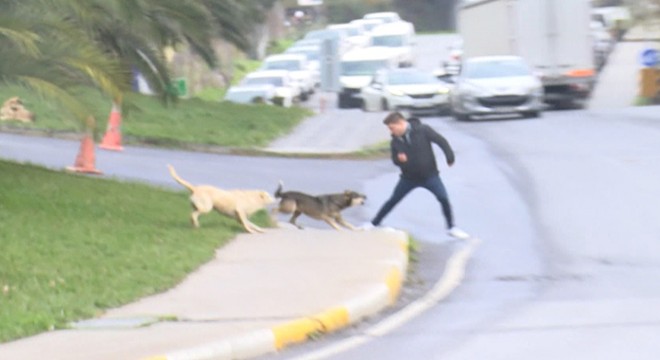 Başıboş köpekler yoldan geçenlere saldırdı