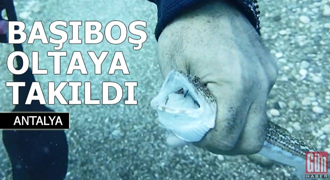 Başıboş oltaya takılan balığı, Prof. Dr. Gökoğlu kurtardı