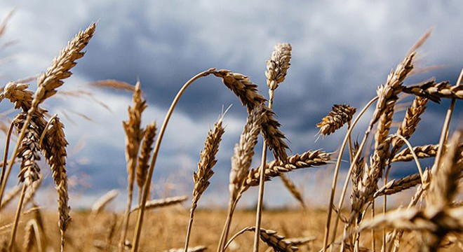 Belediye 170 dönüme buğday ekti