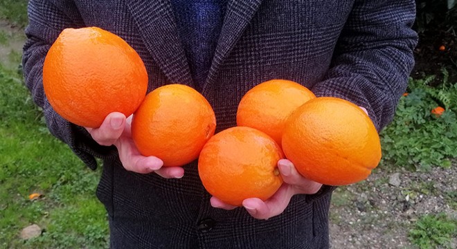 Binlerce ton portakal, yağışlar nedeniyle dalında kaldı