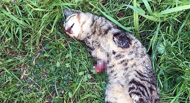 Bir kedi daha bacakları kesilmiş halde ölü bulundu