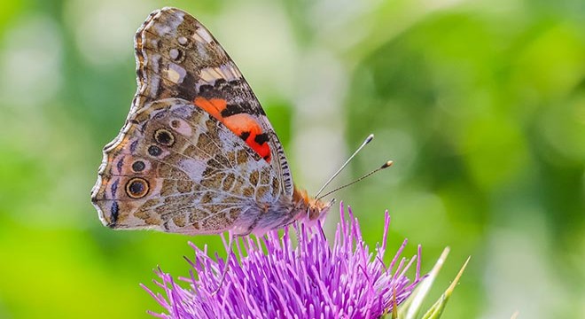 Biyokaçakçılar en çok kelebek ve böcekle yakalandı