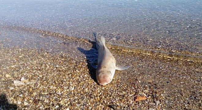 Bodrum da sahile ölü köpek balığı vurdu