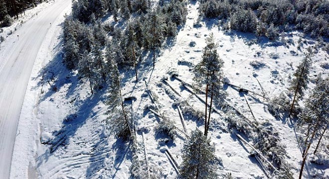Bolu daki fırtınada devrilen ağaçlar için hasar tespiti