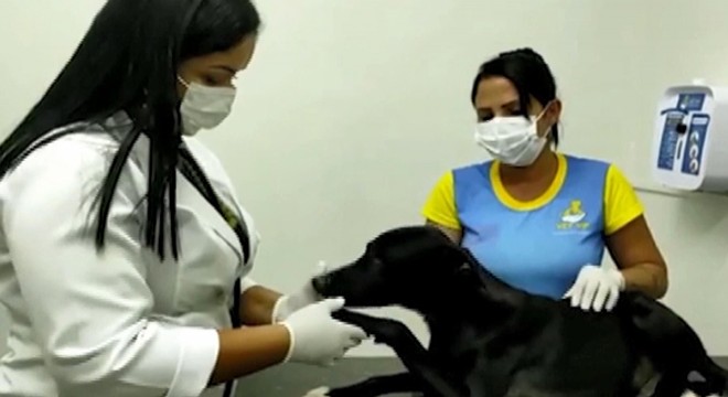 Brezilya’da kliniğe giren köpekte tümör tespit edildi