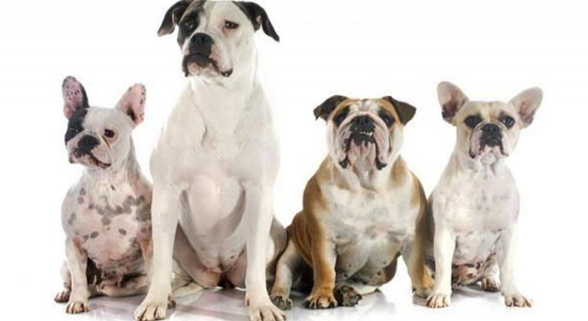 Bulldog Köpek Cinsleri Nelerdir Karakterleri Ve Bilinmesi Gerekenler Nelerdir?