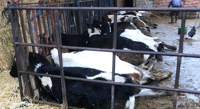 Burdur da akıma kapılan 13 inek öldü