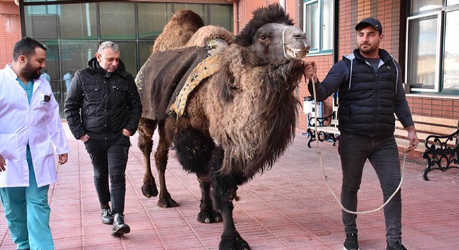 Burdur'da deveye katarakt ameliyatı