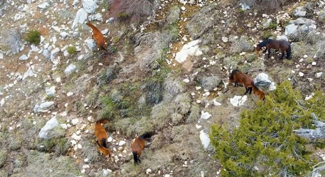 Burdur da yılkı atları, dronla görüntülendi