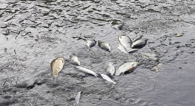 Bursa da derede balık ölümleri