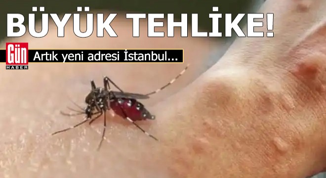 Büyük tehlike! Asya kaplan sivrisineği İstanbul’a yerleşti