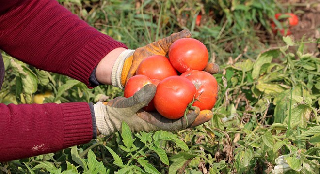 Çanakkale domatesi son turfanda hasadında üreticiyi güldürdü