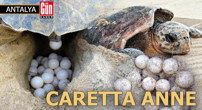 Caretta anneler Antalya sahillerine gelmeye başladı
