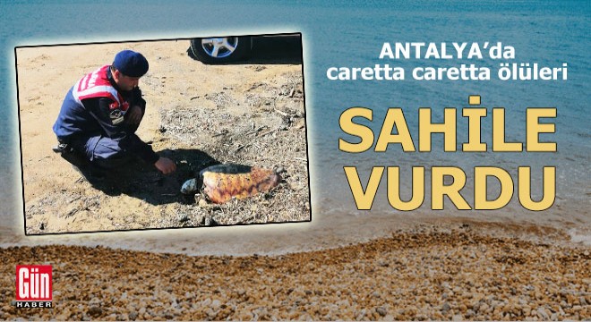 Caretta caretta ölüleri sahile vurdu