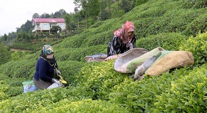 Çay göçü ile gelen 30 bin kişiye uyarı