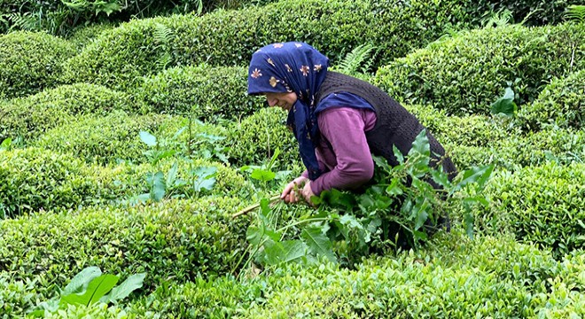 Çay hasadında  yabancı mevsimlik işçi göçü olmasın’ çağrısı