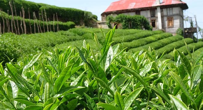 Çay üreticileri, yaş çay alım taban fiyatını değerlendirdi