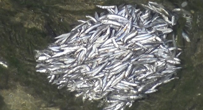 Çaya atılan balıklar kirliliğe neden oldu