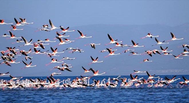 Çelebibağ Flamingo Alanı,  kesin korunacak hassas alan  ilan edildi