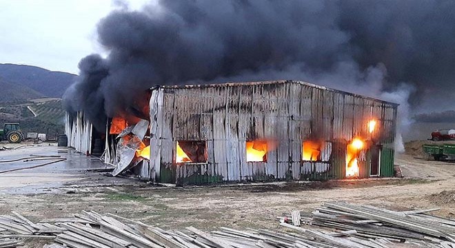 Ceviz işleme tesisinin deposu ve makineler, alev alev yandı