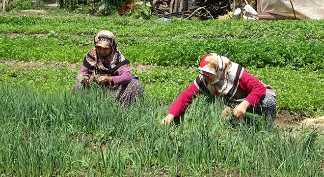 Çiftçi kadınlar sebze fidelerini toplamaya başladı
