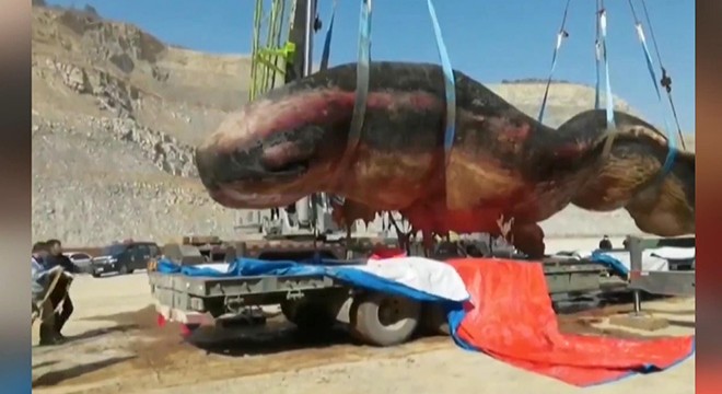 Çin’de 18 metrelik ölü ispermeçet balinası kıyıya vurdu
