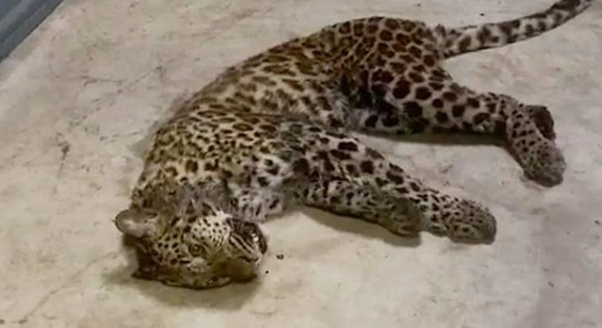 Çin’de safari parkından 3 leopar kaçtı