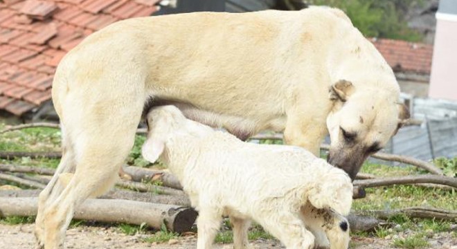 Çoban köpeği, kuzunun  süt annesi 