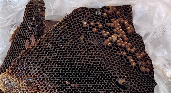 Çocuk odasının duvarından 55 bin arı çıktı
