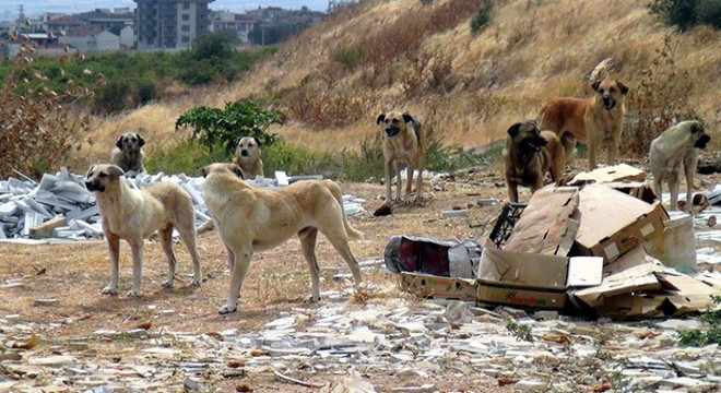 Çöp sahası kapanınca sokak köpekleri aç kaldı