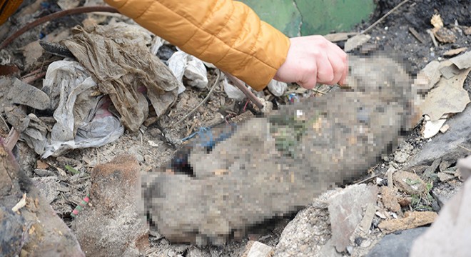 Çöplükte biri yanmış 2 köpek ölüsü bulundu