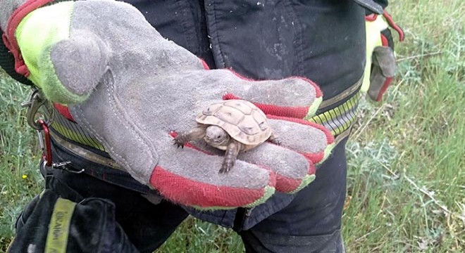 Çukura düşen kaplumbağa ve yavrusunu itfaiye kurtardı