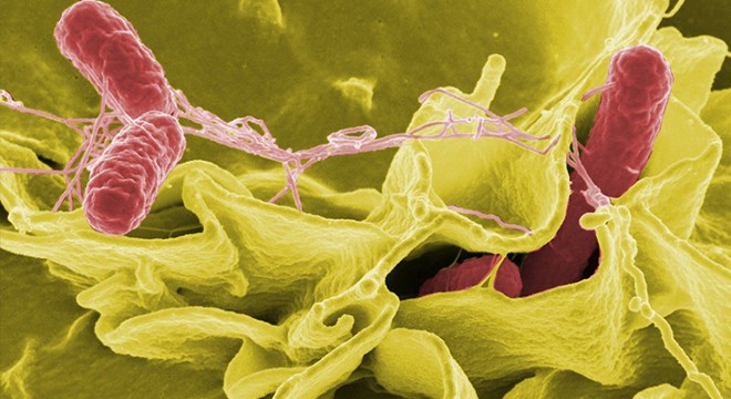 DSÖ: 11 ülkeden 151 Salmonella vakası bildirildi