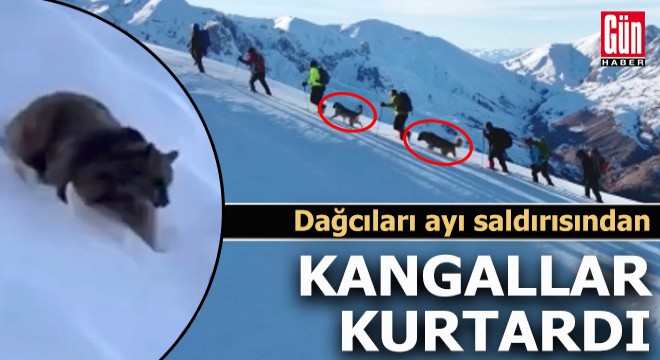 Dağcıları, ayı saldırısından Kangal köpekleri kurtardı