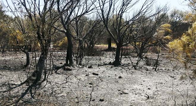 Datça da orman yangınında 1 hektarlık alan zarar gördü