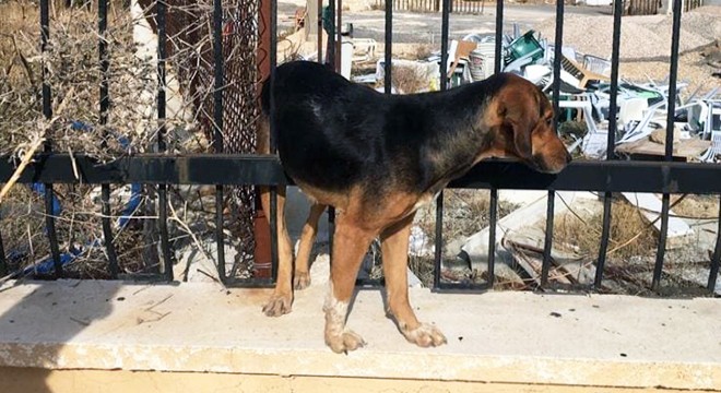 Demir çite sıkışan köpek kurtarıldı